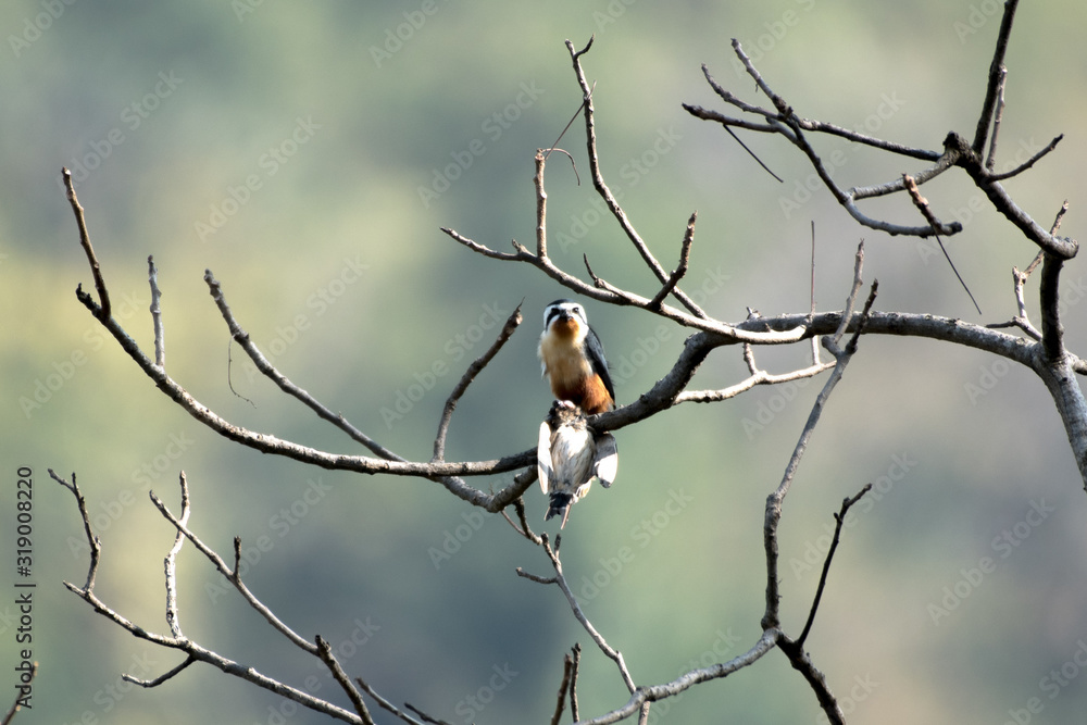 Collared Falconet is a species of bird of prey in the Falconidae family. It is found in the Indian Subcontinent and Southeast Asia, ranging across Bangladesh, Bhutan, Cambodia, India. Collared Falconet is a species of bird of prey in the Falconidae family. It is found in the Indian Subcontinent and Southeast Asia, ranging across Bangladesh, Bhutan, Cambodia, India.