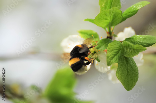 Bumblebee at white flowers of plum tree in spring