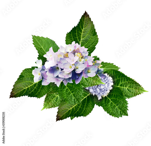 Hortensia Flower. Artistic template.
