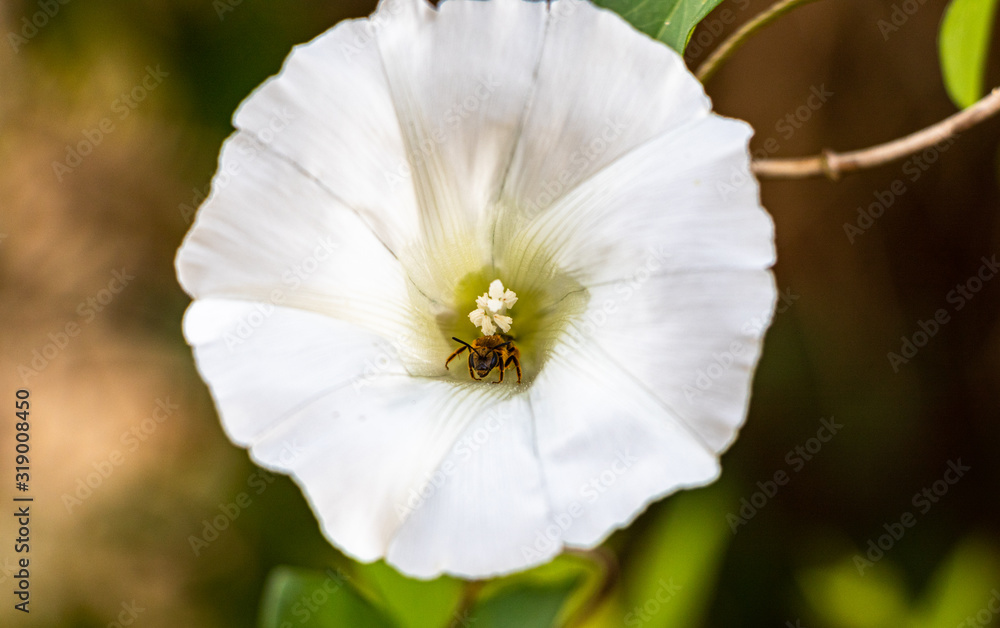 Fototapeta premium A honey bee collecting pollen from a white flower. 