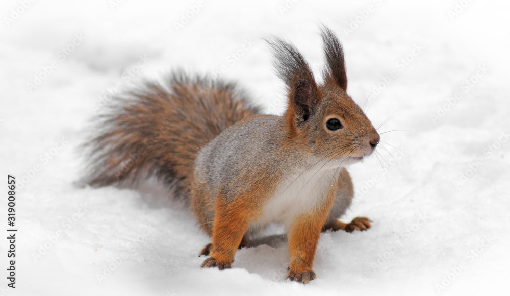 fluffy beautiful squirrel on the snow in the winter forest close up