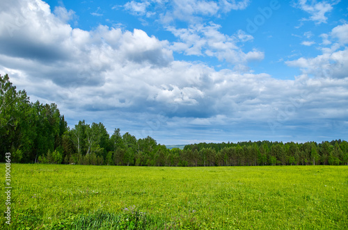 Summer panoramic landscape. Sky with fluffy clouds over green field.