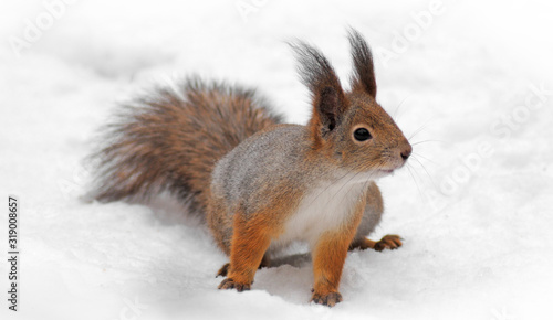 fluffy beautiful squirrel on the snow in the winter forest close up © Mikhail