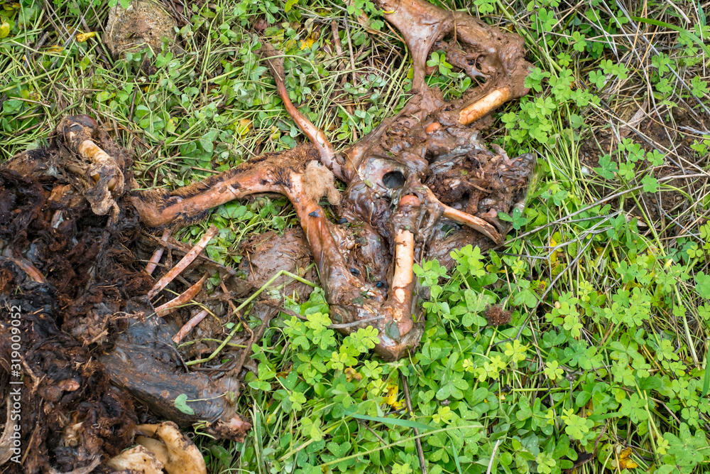 decomposing wild boar in the forest decomposing wild boar in the forest