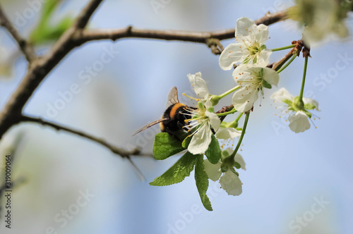 Bumblebee at white flowers of plum tree in spring © buharina