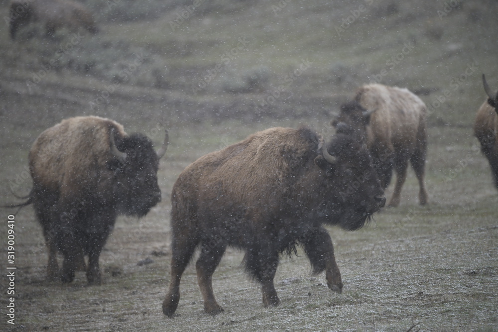 Three Bison in snow in yellowstone, usa Three Bison in snow in yellowstone, usa