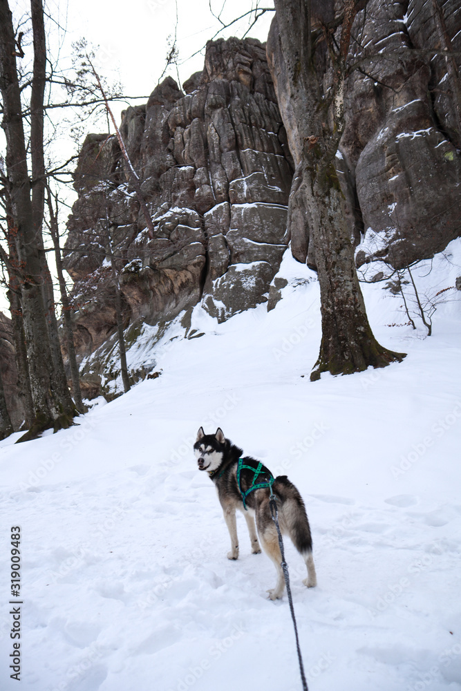 Husky dog in the mountains. Dovbush rocks in winter. Travel. Husky dog in the mountains. Dovbush rocks in winter. Travel.