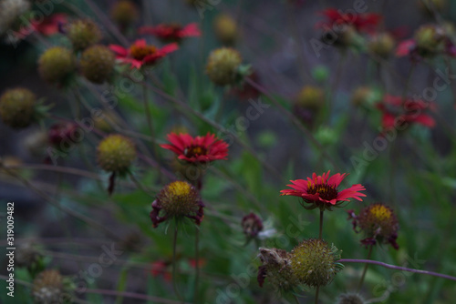 Moody Wildflower Macro © Addison Regennitter