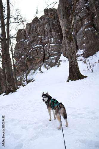 Husky dog ​​in the mountains. Dovbush rocks in winter. Travel.