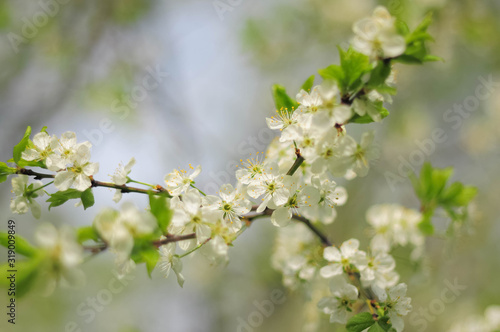 Blossoming of plum white flowers in spring time, natural seasonal background