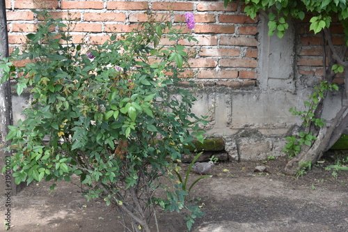 muro de ladrillo con columna de cemento visible  primer plano arbusto de hojas verdes