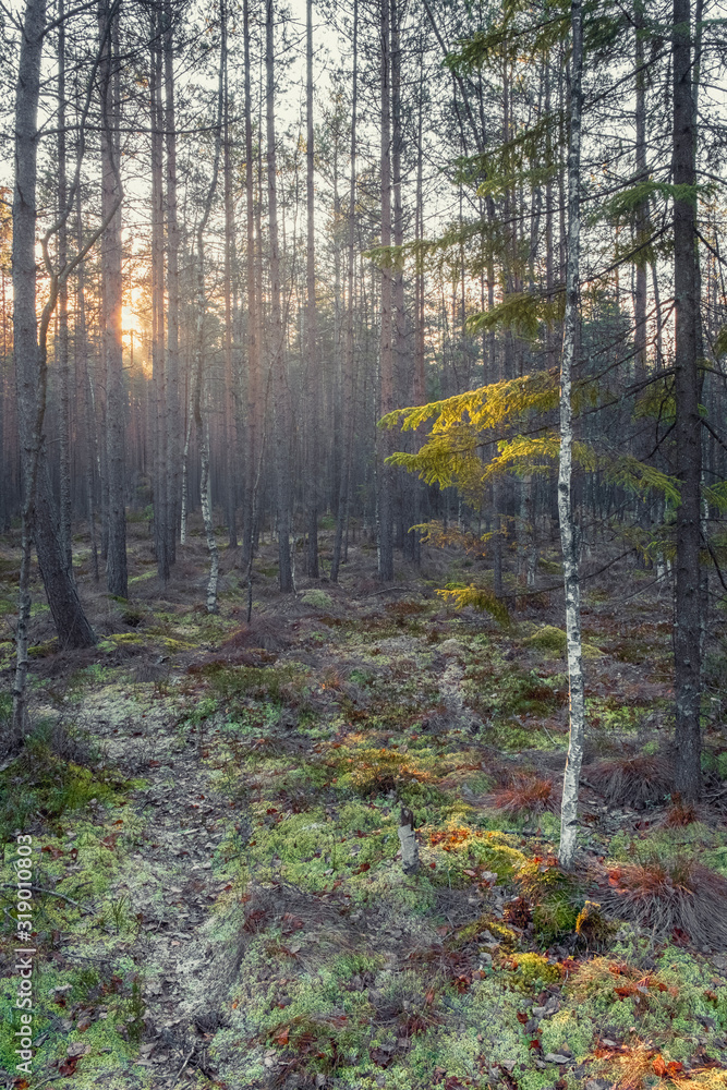 Fototapeta premium sunset in the evening northern forest. A ray of sunshine illuminates the spruce branch.
