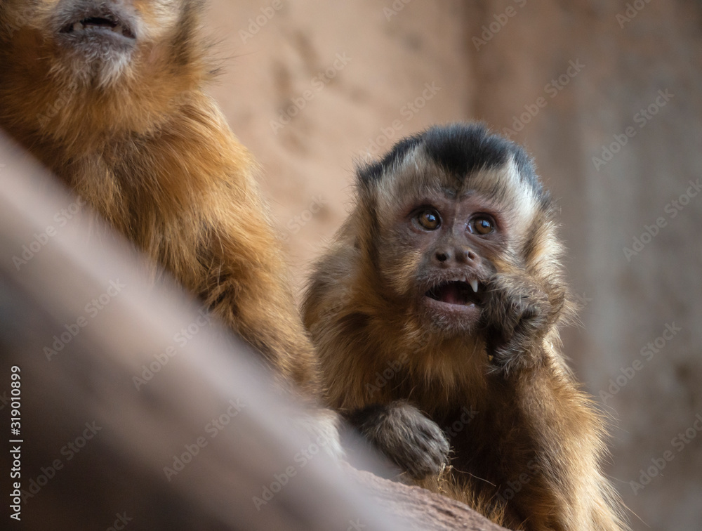 monkey sapajus libidinosus looking and eating monkey sapajus libidinosus looking and eating