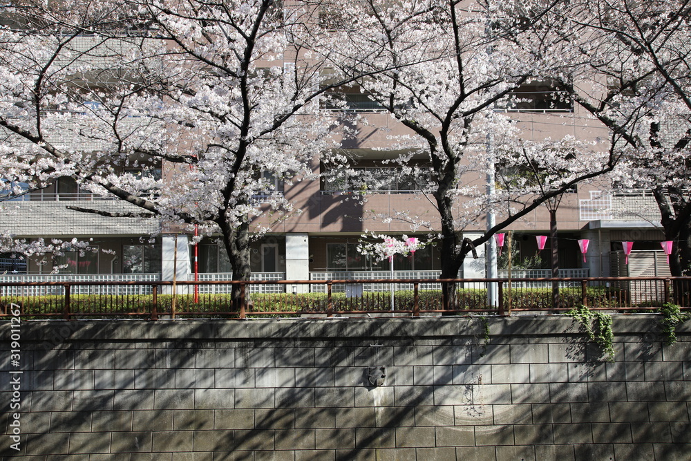 Cherry blossoms at Meguro River, Tokyo, Japan