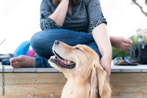 Portrait of a content Golden Retreiver being petted by owner photo