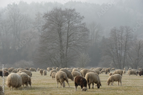 Wintermantel. Schafherde grast auf einer winterlichen Wiese