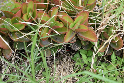 planta suculenta rodeada de pasto y hierba verde