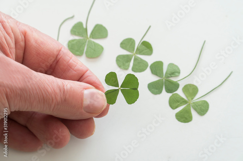 Good Luck  of the Irish as depicted with a four leaf clover Trifolium repens . © Photoman