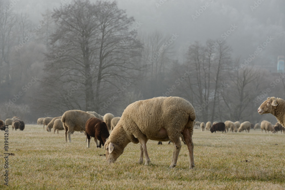 alle meine Schafe. Schafherde auf der Winterweide alle meine Schafe. Schafherde auf der Winterweide