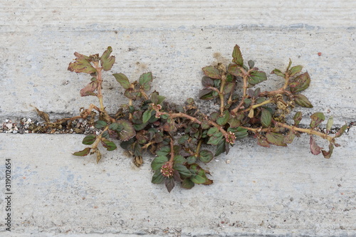 pequeño arbusto de hojas verdes y ramas cafes creciendo dentro de una grieta en pared blanca