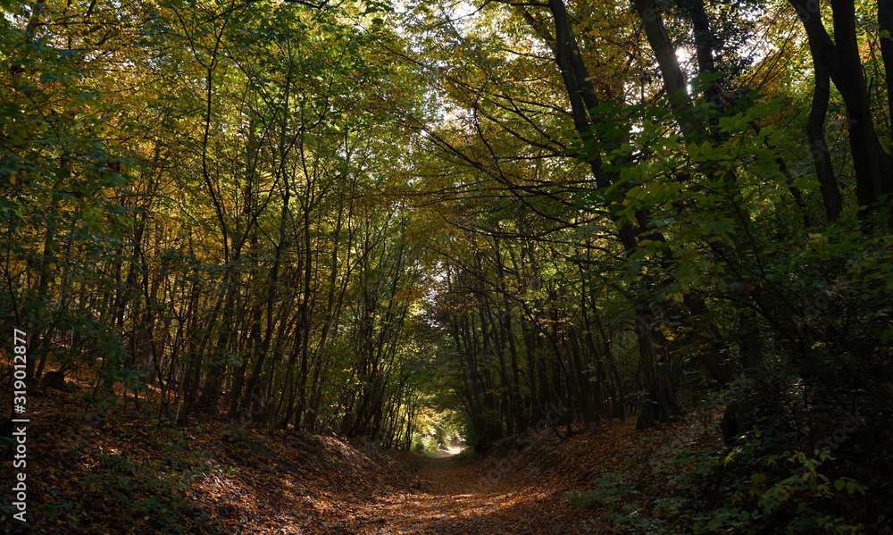 path in forest path in forest