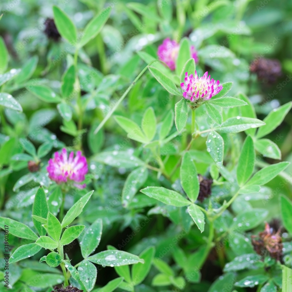 Clover flowers close-up in dew drops on the background of green leaves of plants. Background Clover flowers close-up in dew drops on the background of green leaves of plants. Background