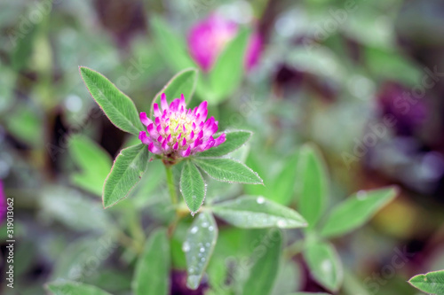 Clover flower close-up in dew drops on the background of green leaves of plants. Background
