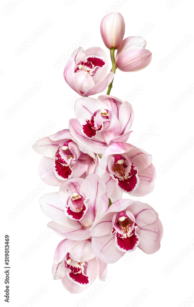 pale pink orchid flowers isolated on white background