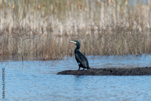 Kormoran photo