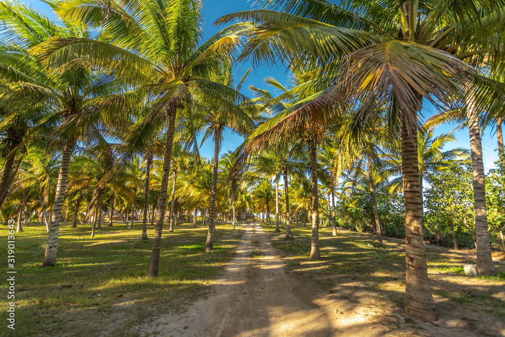 road across palm tree field to the beach