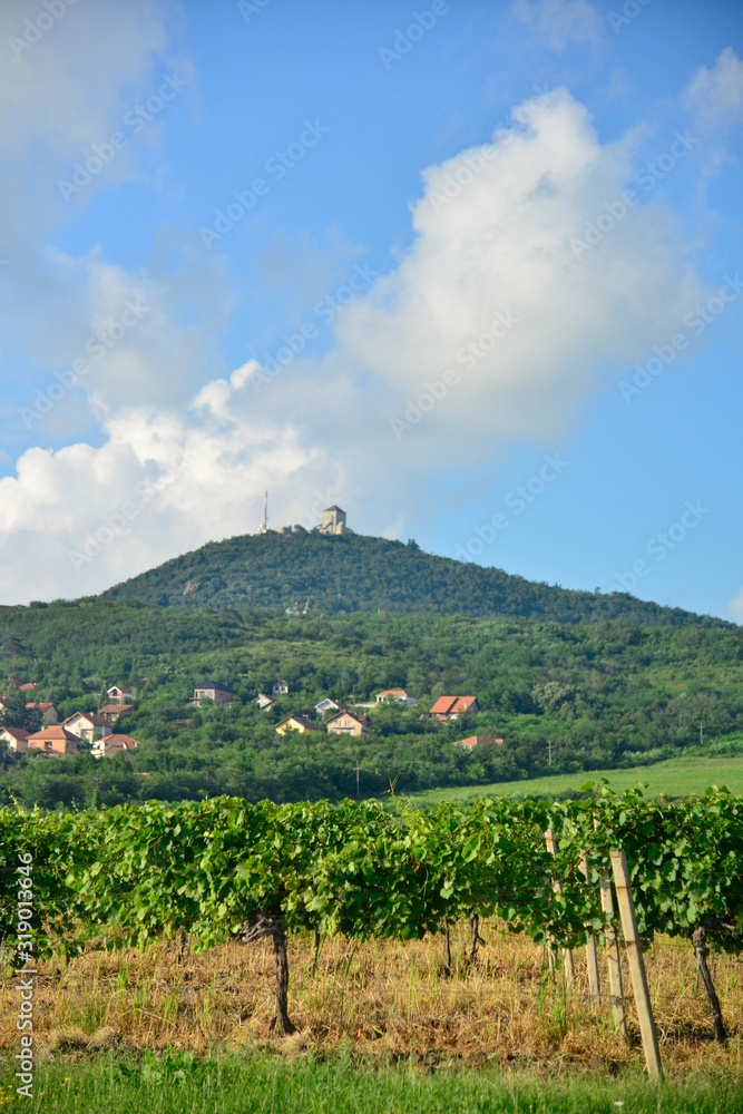 Vineyards under the hill