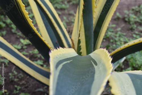 close up de hoja de cactus verde con orillas amarillas