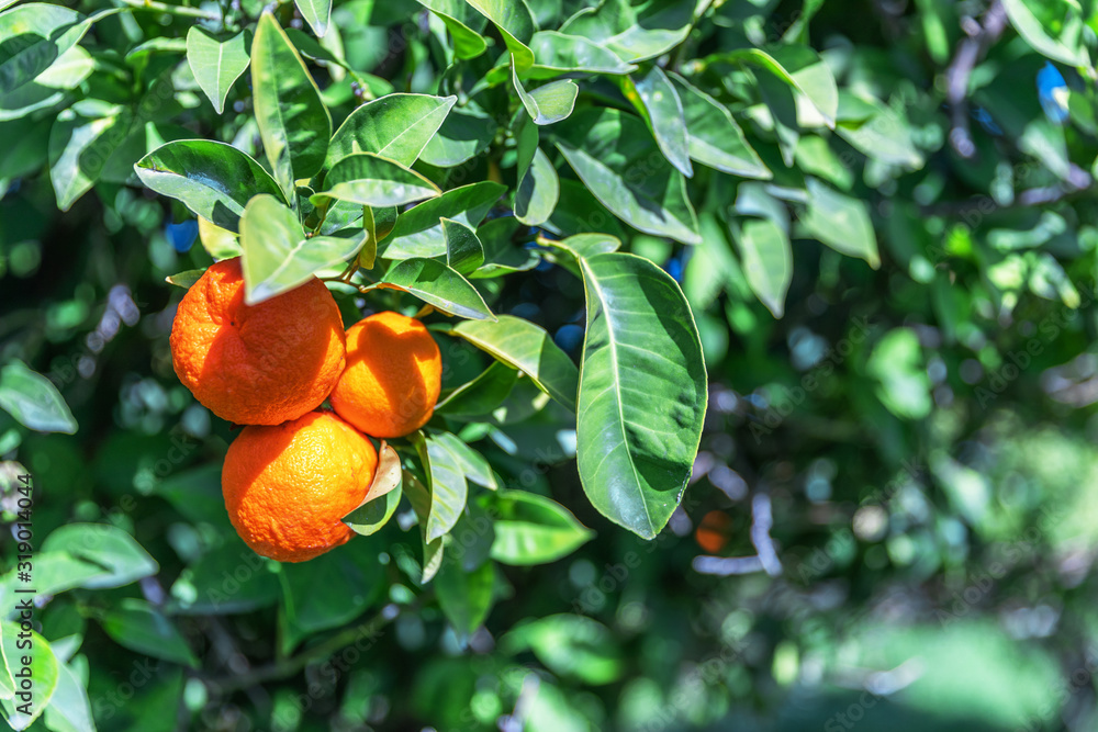 Closeup Ripe Orange fruits hanging in foliage on the branches. Orange tree growing in the garden. Summer garden background.