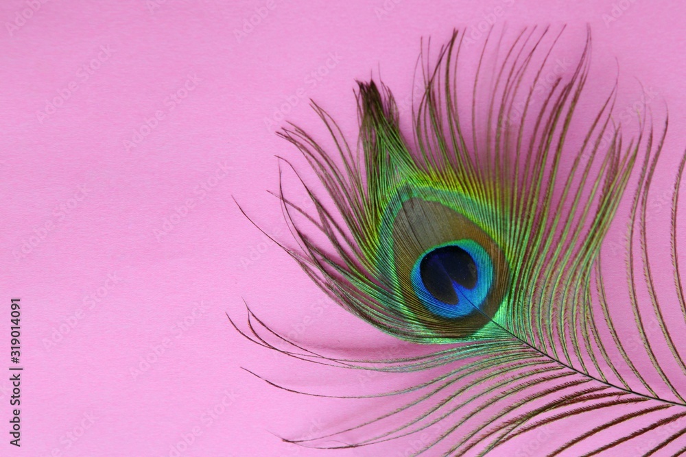 Obraz premium Detail of peacock feather eye on a pink background. Luxury Abstract Texture for Peafowl wallpaper, pink blue-green color. Indian Male peafowl extravagant plumage - eye-spotted tail of covert feathers.