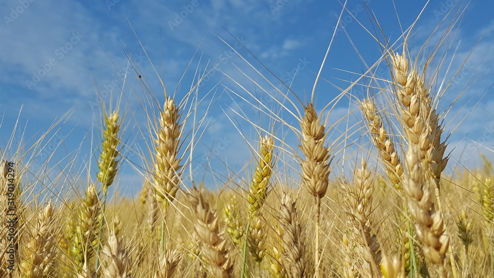 Grain cereal with the sky in the background Grain cereal with the sky in the background