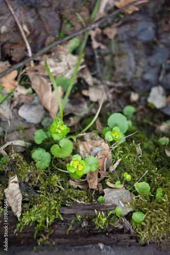 golden saxifrage medicinal plant in spring at water source