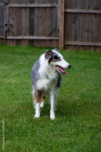 Φωτογραφία dog on the grass