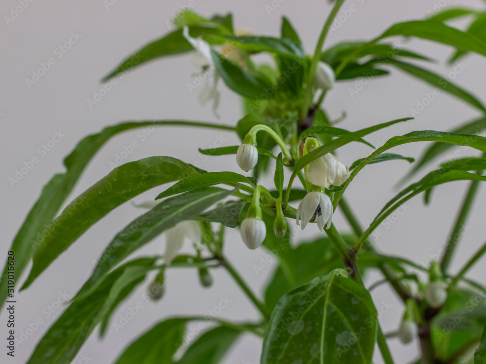 Pepper seedlings grow from seed at home. Plant with white flowers and buds on a light background. Close-up.. Pepper seedlings grow from seed at home. Plant with white flowers and buds on a light background. Close-up..