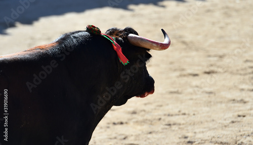 un toro español con grandes cuernos