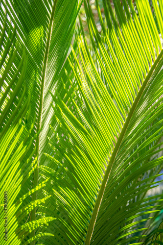 Closeup of big green palma leaves as background in a beautiful morning sunny light. Summer time concept. Fresh green photo.