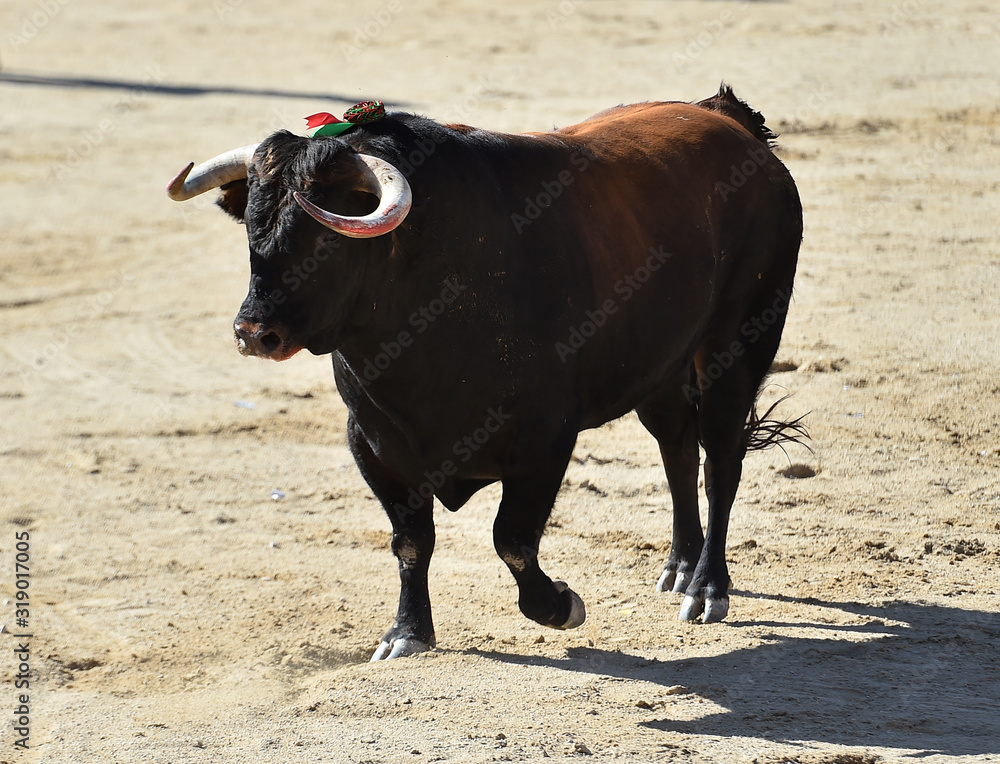 furious bull wit big horns in spain furious bull wit big horns in spain