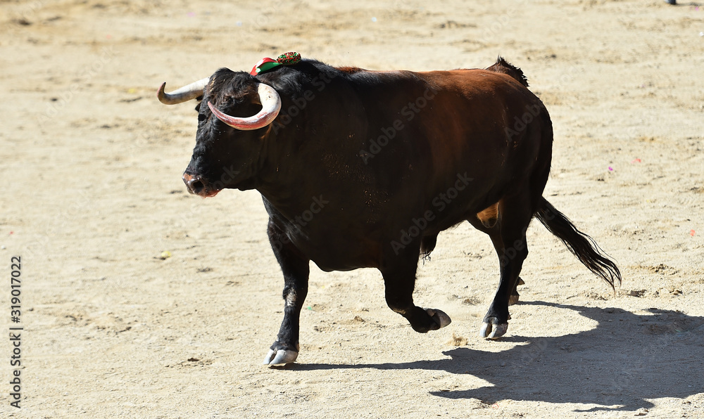 dangerous bull in spanish bullring with big horns dangerous bull in spanish bullring with big horns