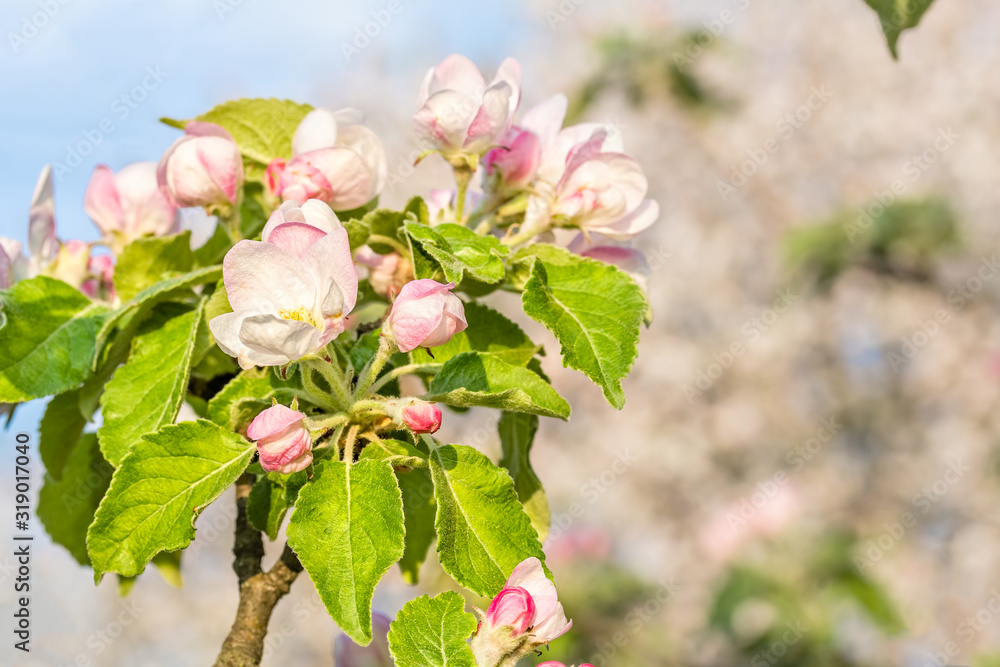 Fototapeta premium Flowering branch of apple on a blurred background, close-up