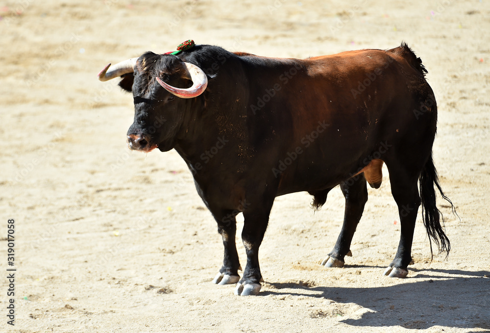 dangerous bull in spanish bullring with big horns dangerous bull in spanish bullring with big horns
