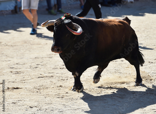 Wallpaper Mural toro español poderoso con grandes cuernos Torontodigital.ca