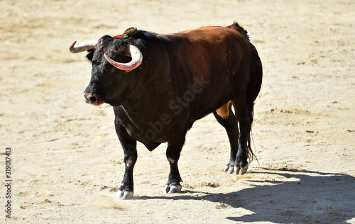 toro con grandes cuernos en una plaza de toros en españa