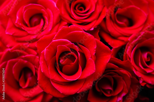 Fototapeta Naklejka Na Ścianę i Meble -  red roses closeup, background of red roses, background of rose buds