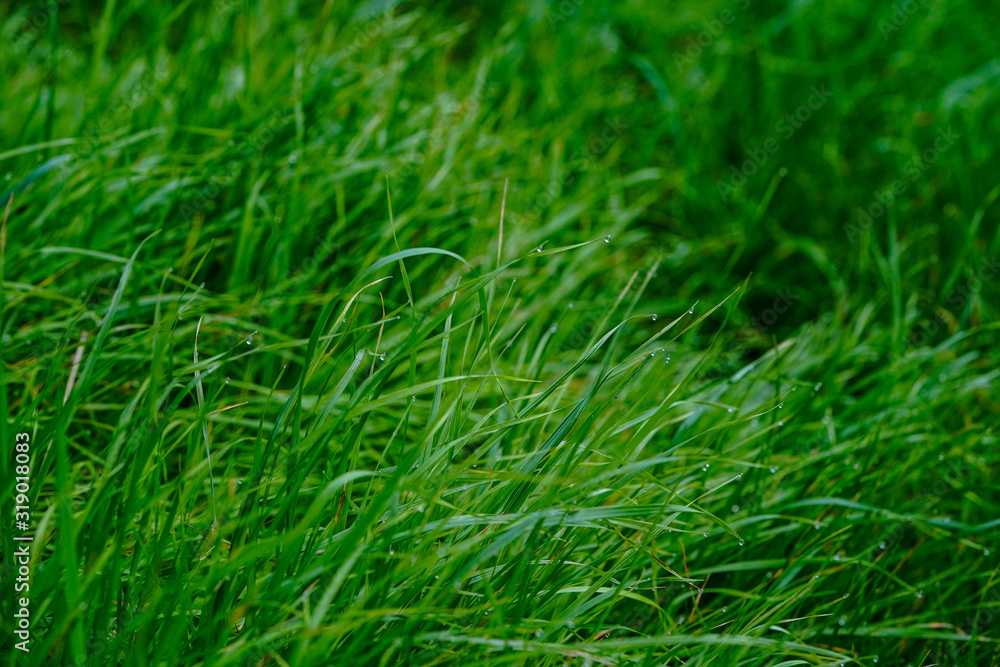 Green Grass growing in the spring