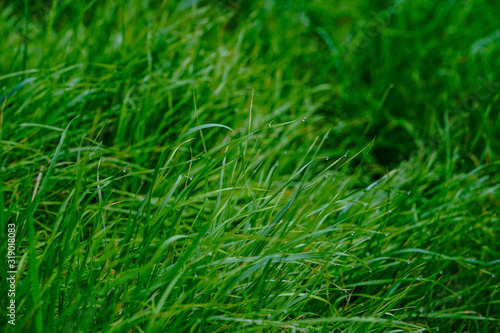 Green Grass growing in the spring