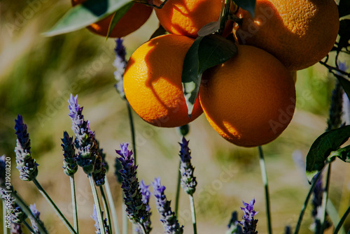 Φωτογραφία Oranges and lavender in le Jardin secret, a botanical garden, in Marrakech, Moro